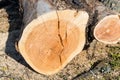 The structure of the tree in a section. A huge log close up. Raw materials for heating the housing.