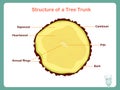 Structure of a Tree Trank. Colorful illustration on white Royalty Free Stock Photo