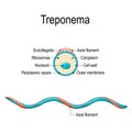 Structure of Treponema. Royalty Free Stock Photo