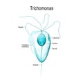 Structure of Trichomonas Royalty Free Stock Photo