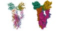 Structure of triple ACE2-bound SARS-CoV-2 trimer spike