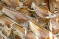 Structure of trunk of palm tree surface background. Texture of trunk palm tree closeup Royalty Free Stock Photo
