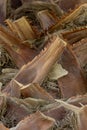 Structure of trunk of palm tree surface background. Texture of trunk palm tree closeup Royalty Free Stock Photo