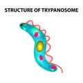 The structure of trypanosome. Infographics. Vector illustration on isolated background.