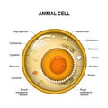 Structure of a typical cell. Royalty Free Stock Photo