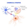 Structure of a typical chemical synapse. neurotransmitter release mechanisms Royalty Free Stock Photo