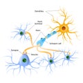 Structure of a typical chemical synapse