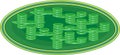 Structure of chloroplast