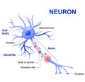 De típico neurona 