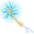 Structure of a typical neuron