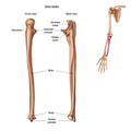 The structure of the ulna bone with the name and description of all sites. Back and front view