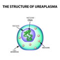 The structure of ureaplasma. Infographics. Vector illustration on isolated background.