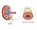 Structure of the ureter. Structure of the kidneys. Infographics. Vector illustration on isolated background