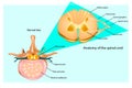 Structure of the Vertebral Column. Intervertebral discs and spinal cord