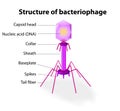 Structure of virus Bacteriophage Royalty Free Stock Photo