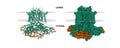 Structure of the voltage-gated K+ channel Eag1 (green) bound to the channel inhibitor calmodulin (brown).