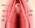 The structure of the vulva. The structure of the clitoris. Female genital organs. Hymen. Infographics. Vector