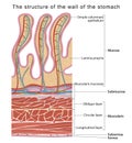 The structure of the wall of the stomach