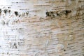 The structure of the white bark of birch with black stripes. Royalty Free Stock Photo