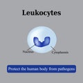 The structure of the white blood cells. Leukocyte. Vector illustration