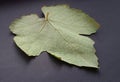 Structure of wine leaf over dark background.