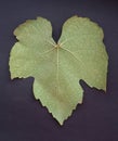 Structure of wine leaf over dark background.
