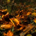 Structure wood forest tree old rotten autumn bench park walk colors Royalty Free Stock Photo