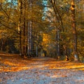 Structure wood forest tree old rotten autumn bench park walk colors Royalty Free Stock Photo