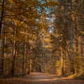 Structure wood forest tree old rotten autumn bench park walk colors Royalty Free Stock Photo