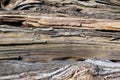 The structure of the wood of an old rotten log lying in the open air