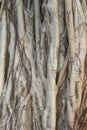 Structures of a Banyan tree in close up, China Royalty Free Stock Photo