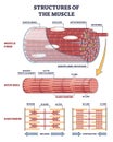 Structures of muscle with fiber, myofibril and sarcomere outline diagram Royalty Free Stock Photo