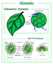 Structures of Stomata