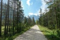 Strudelkopf - A wide gravelled road in Italian Dolomites, leading through a forest towards the valley. An idyllic view Royalty Free Stock Photo