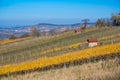 Struempfelbach - Vineyards at Weinstadt region - beautiful landscape in autum close to Stuttgart, Baden-Wuerttemberg, Germany Royalty Free Stock Photo