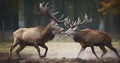 The Struggle for Supremacy Among Red Deer in a Wildlife Park During the Rut