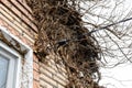 strung electric wires in withered branches of ivy