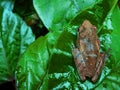 Struped tree  frogs isb the name of a type of  frog that usually lives in trees. Royalty Free Stock Photo