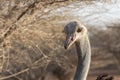 Ostrich Close up portrait, Close up ostrich head Struthio camelus