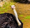 Ostrich keeps a waery eye out.. Auckland Zoo Auckland New Zealand Royalty Free Stock Photo