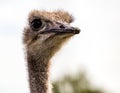 Ostrich keeps a waery eye out.. Wildlife Discovery Park Innisfil Alberta Royalty Free Stock Photo