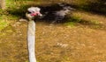 Ostrich keeps a waery eye out.. Auckland Zoo Auckland New Zealand Royalty Free Stock Photo