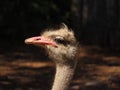 Ostrich - close up at Cango