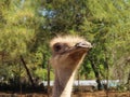 Ostrich - close up at Cango