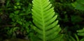 Struthiopteris spicant, syn. Blechnum spicant, Blechnaceae, common names hard-fern or deer fern Royalty Free Stock Photo