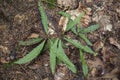 Struthiopteris spicant, syn. Blechnum spicant, is a species of fern in the family Blechnaceae Royalty Free Stock Photo