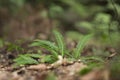 Struthiopteris spicant, syn. Blechnum spicant, is a species of fern in the family Blechnaceae Royalty Free Stock Photo