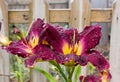 Strutter`s Ball Daylily Royalty Free Stock Photo