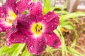 Strutter`s Ball Daylily Royalty Free Stock Photo