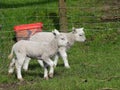 Strutting Lambs.